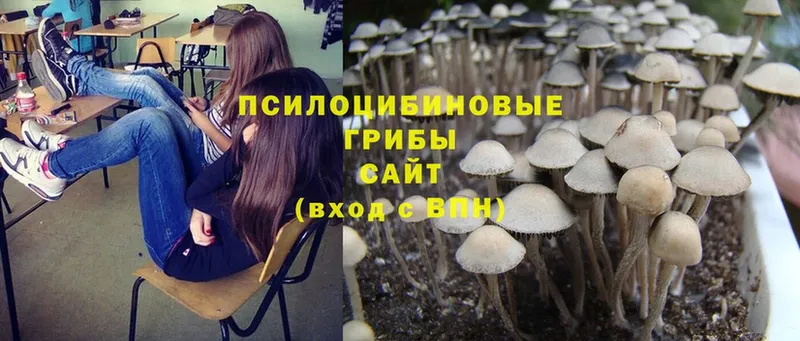 Галлюциногенные грибы Psilocybe  Курганинск 